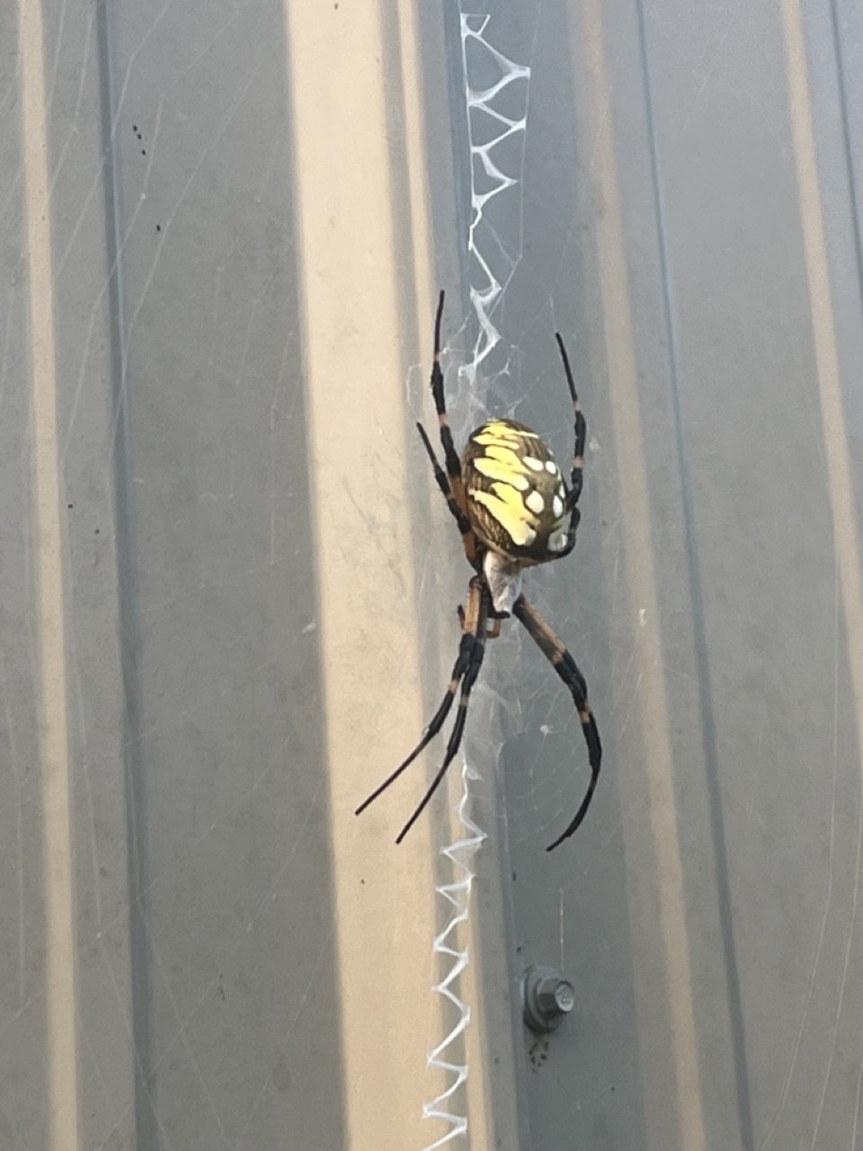 BIG garden spider