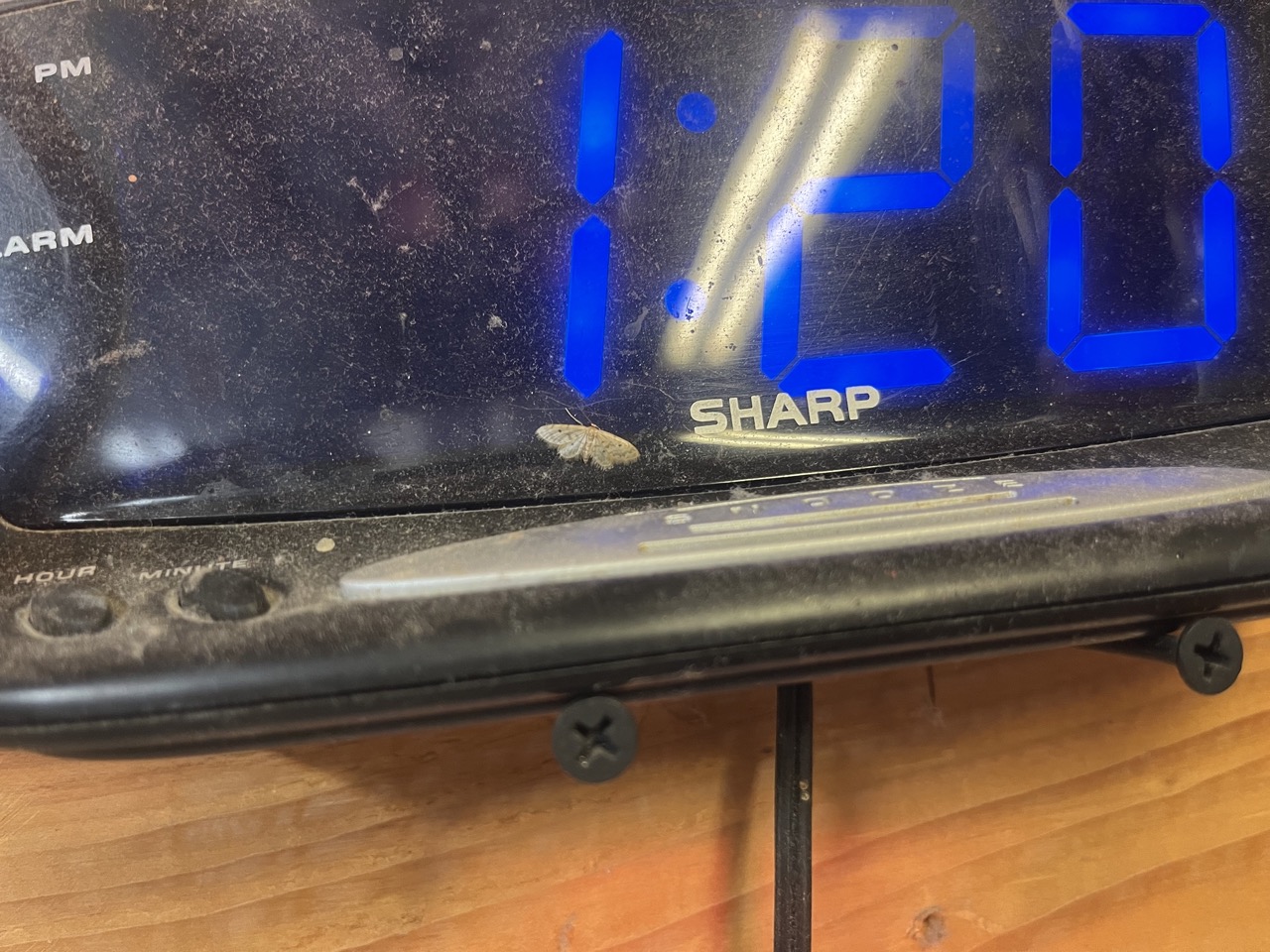 Clock moth