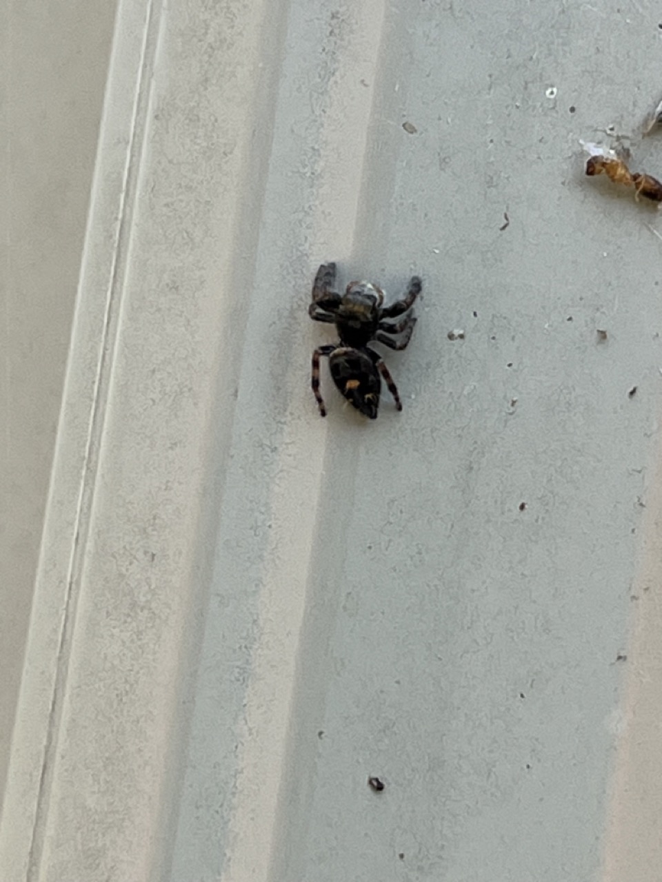 Jumping(?) spider