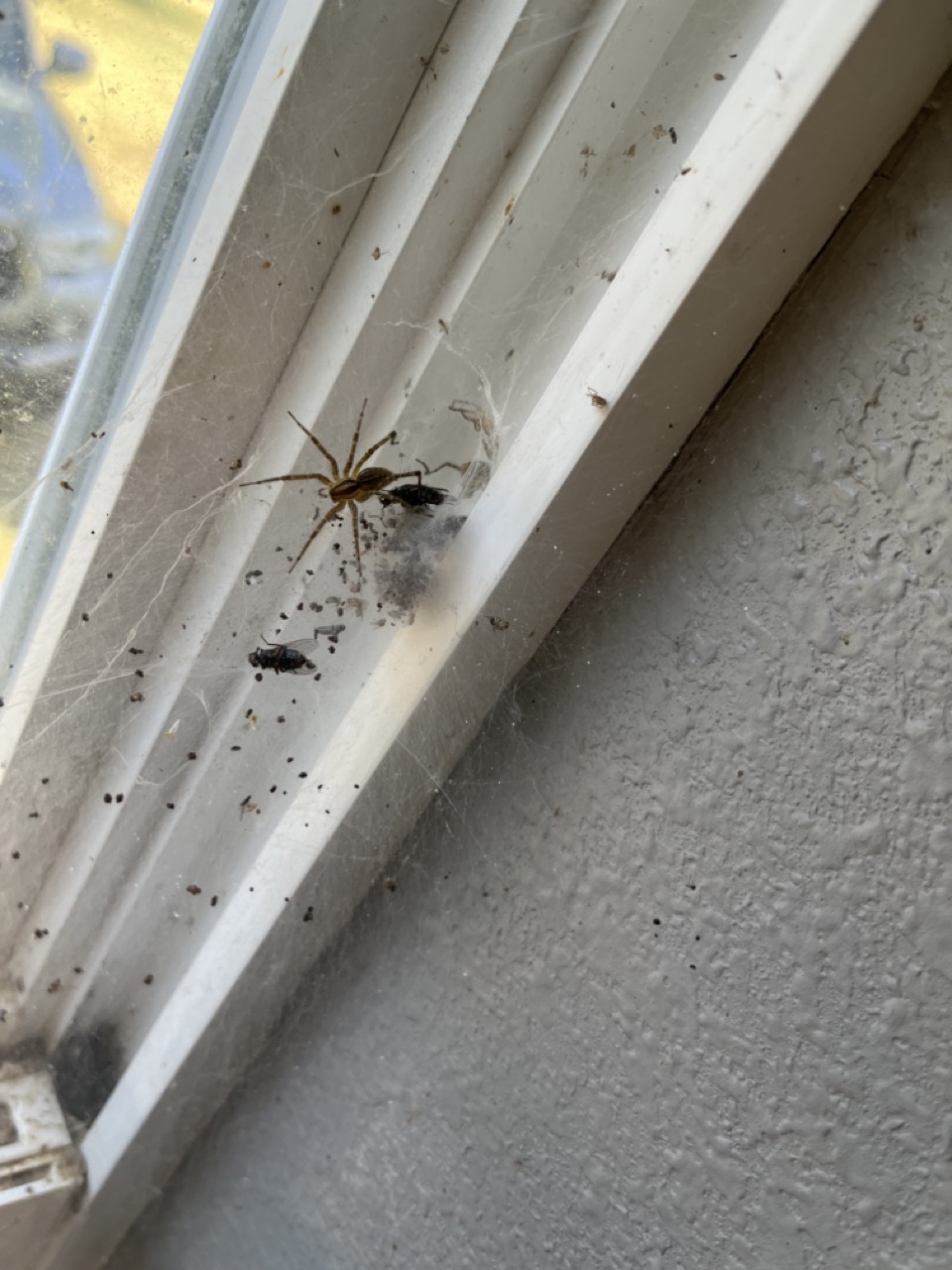 Wolf spider