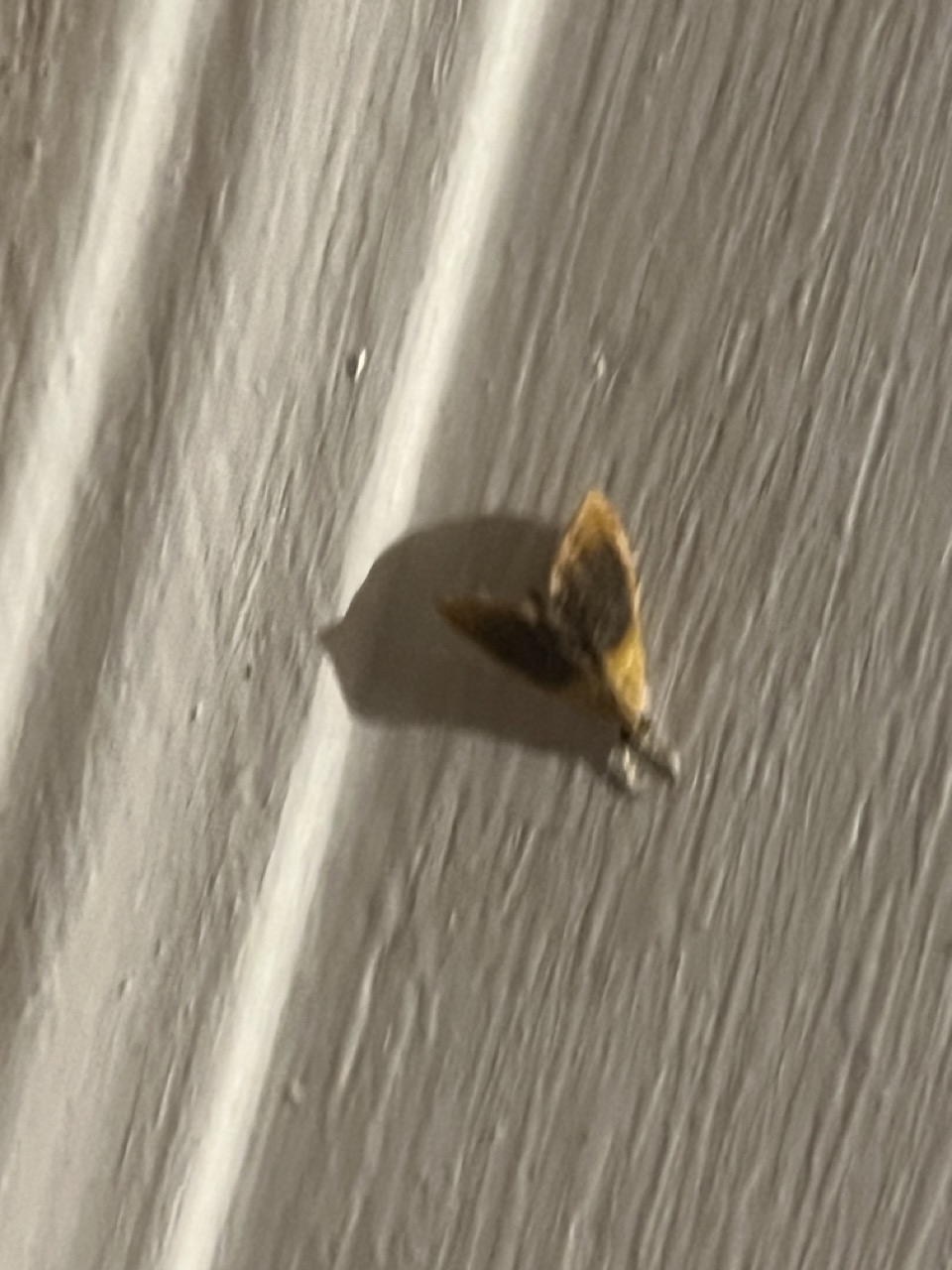 Moth