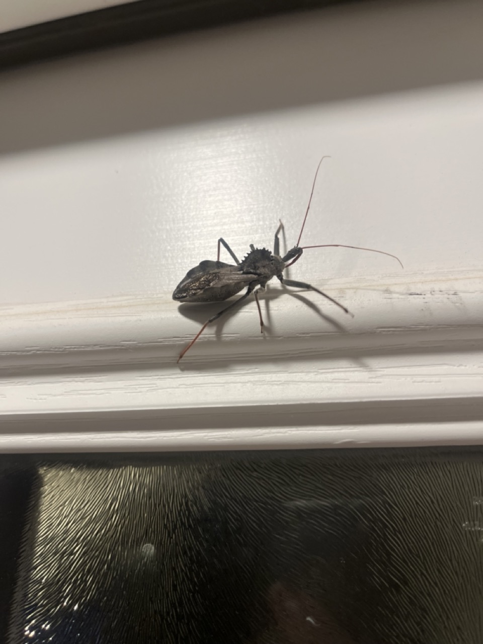 Wheel bug