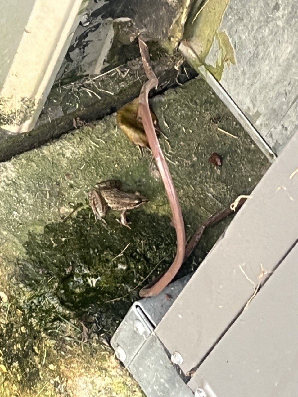 Frog