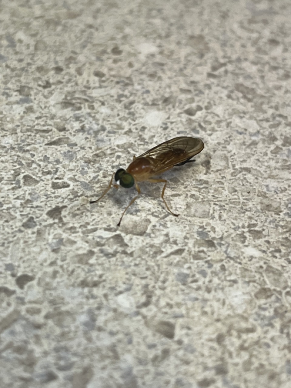 Fly