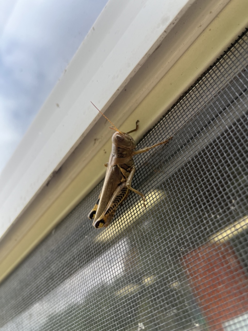 Grasshopper