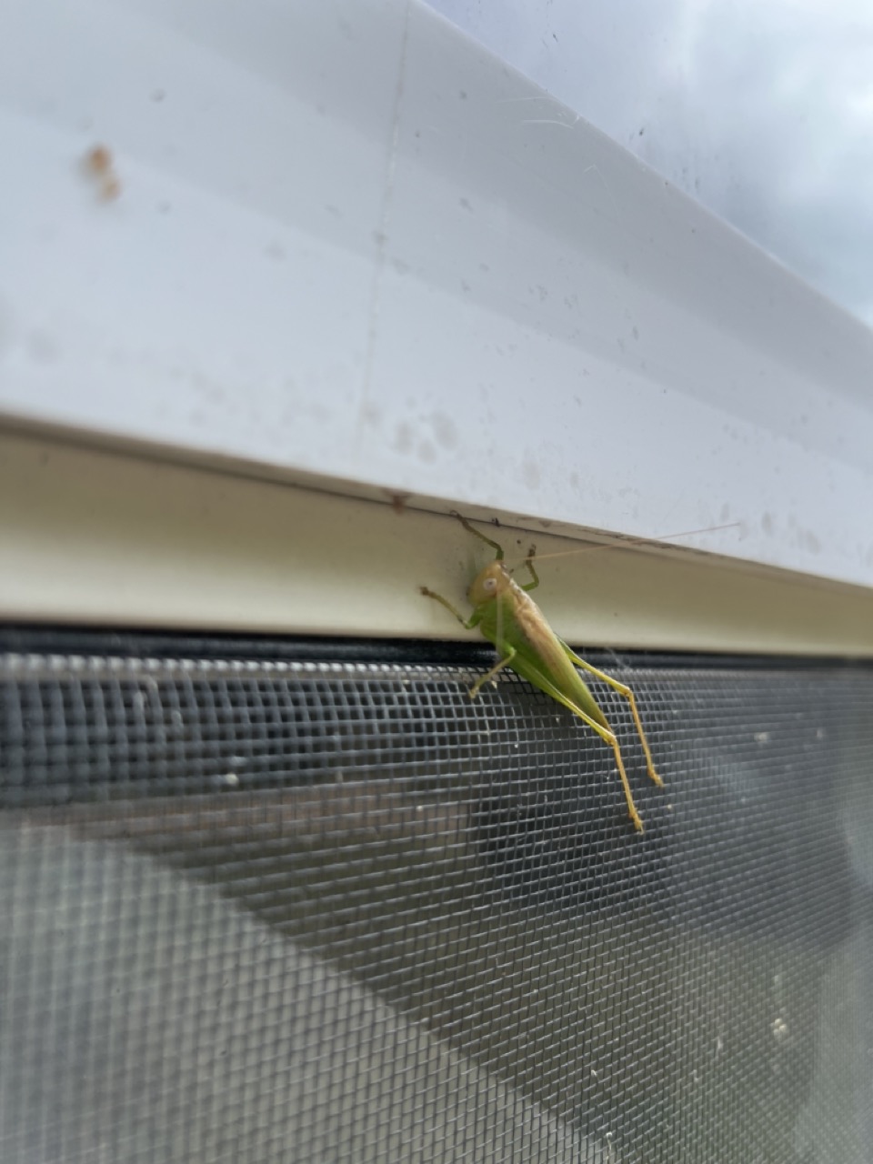 Katydid