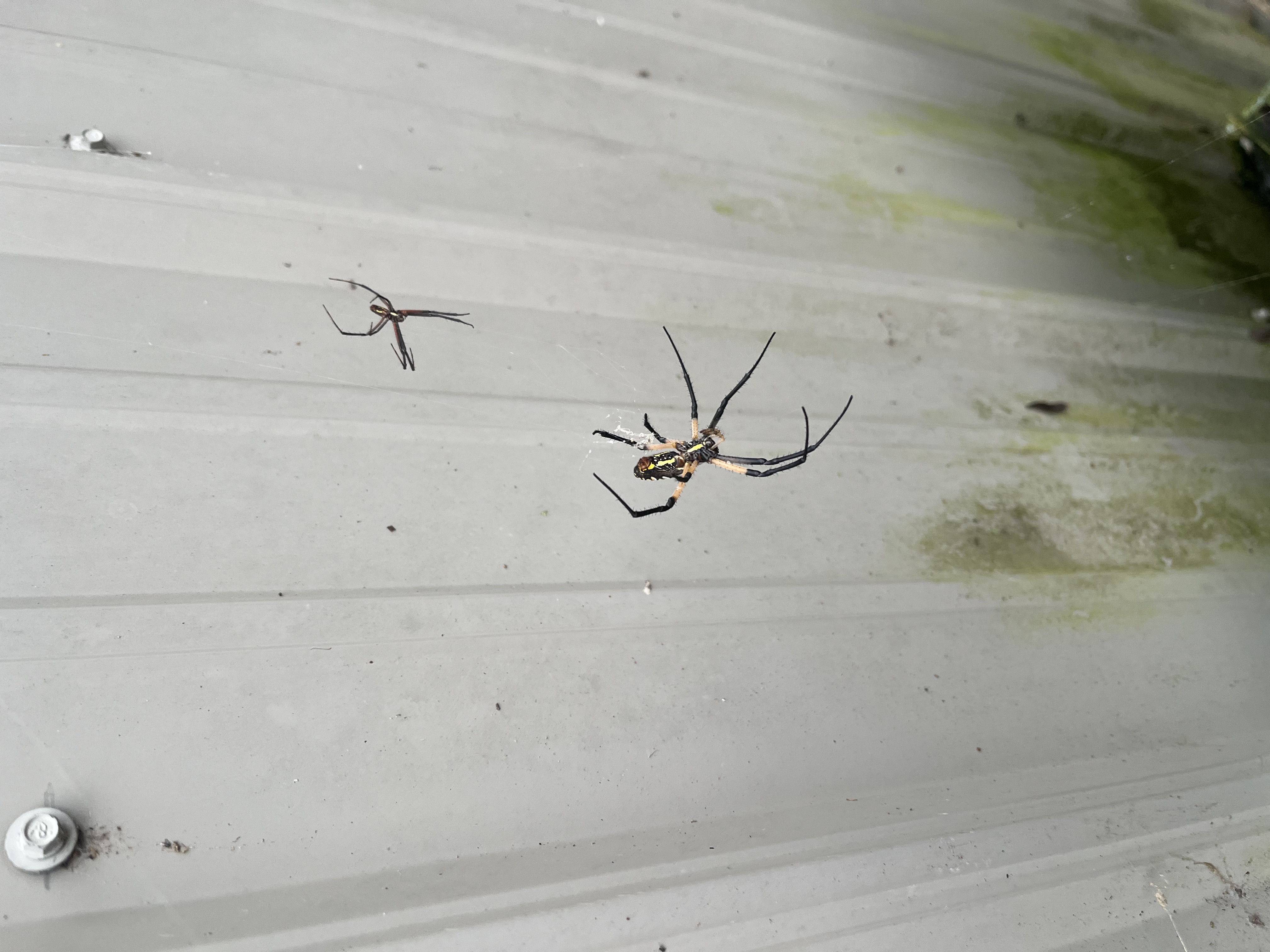 Two garden spiders