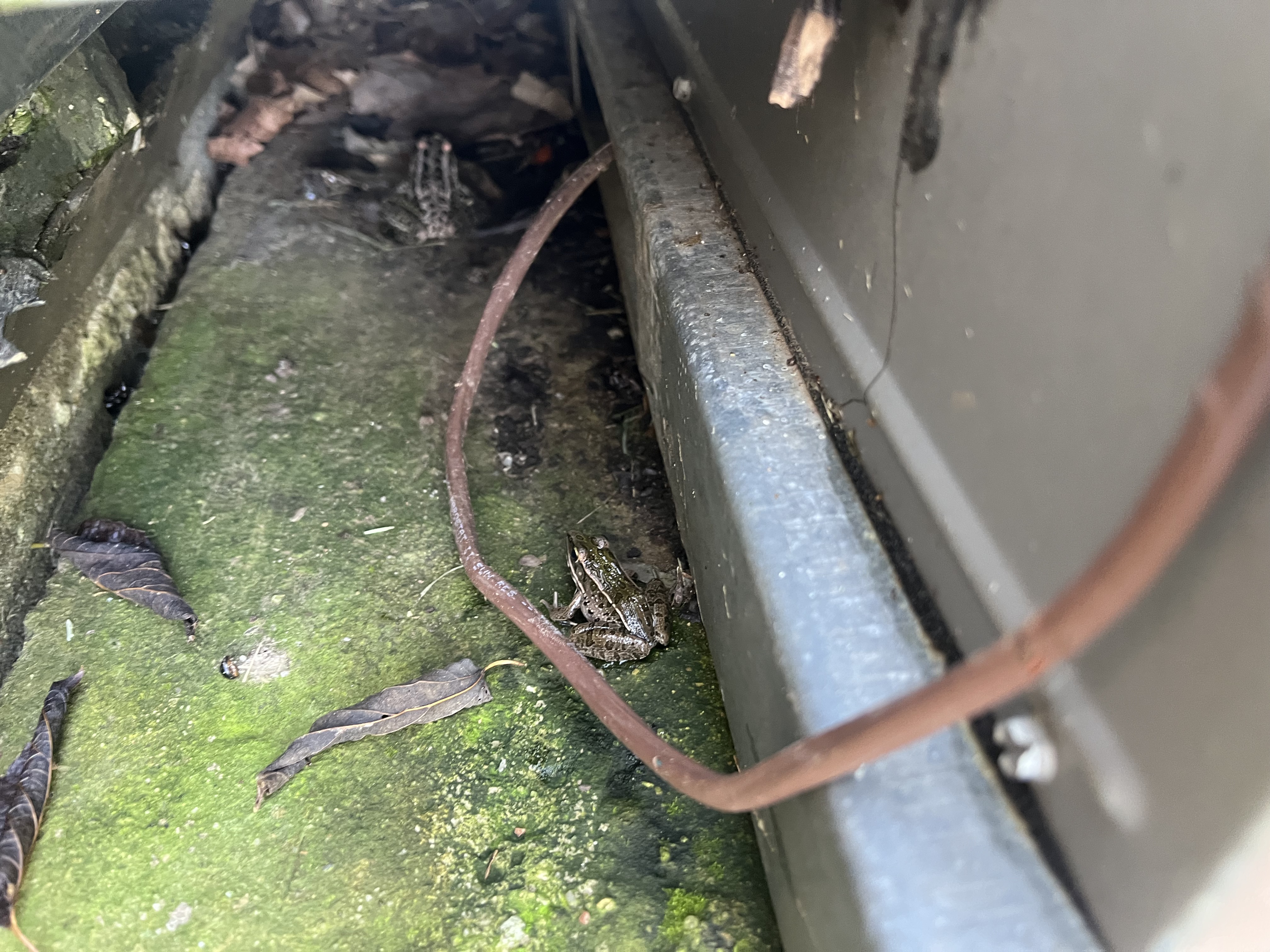 Frogs