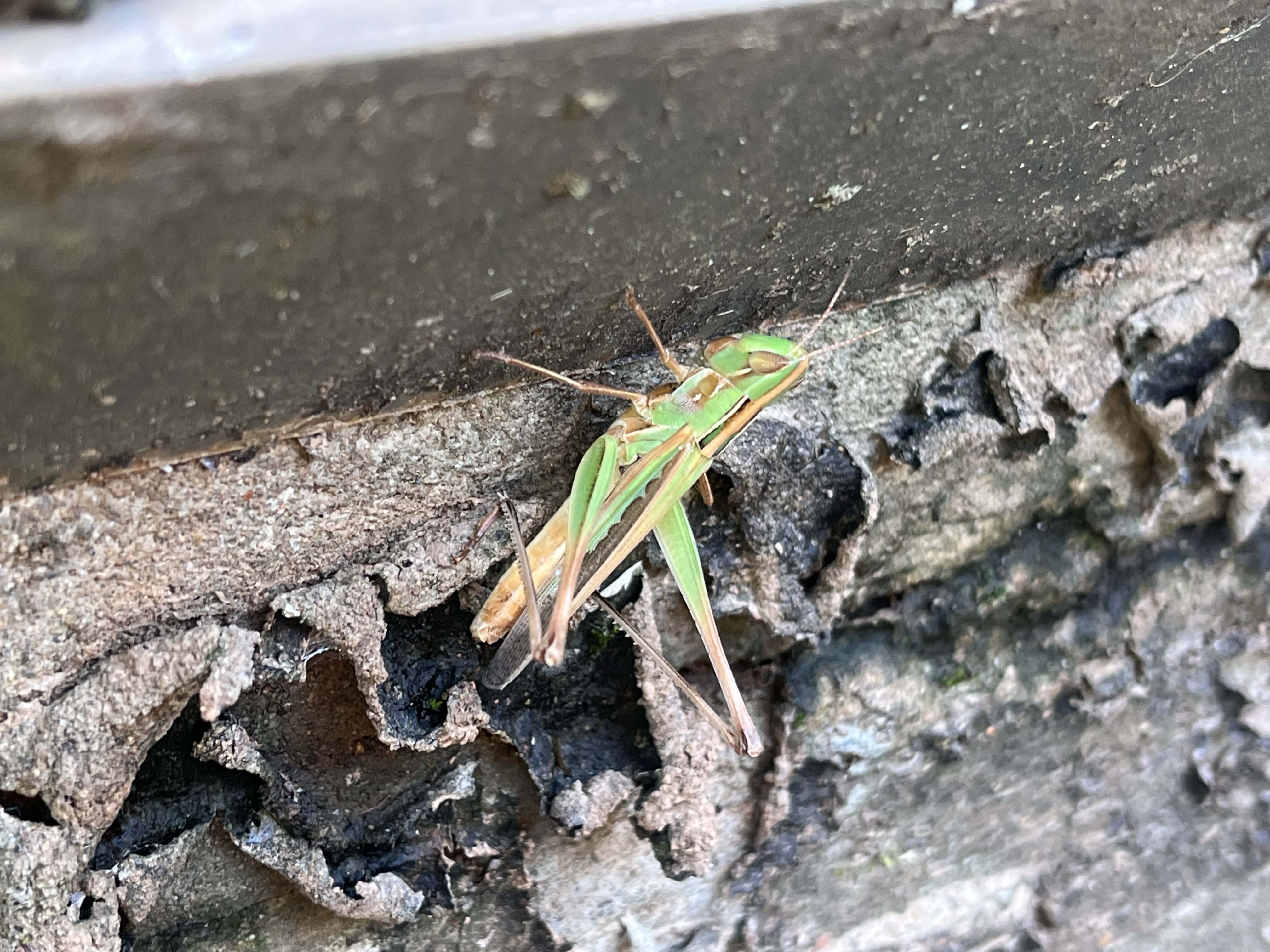 Grasshopper