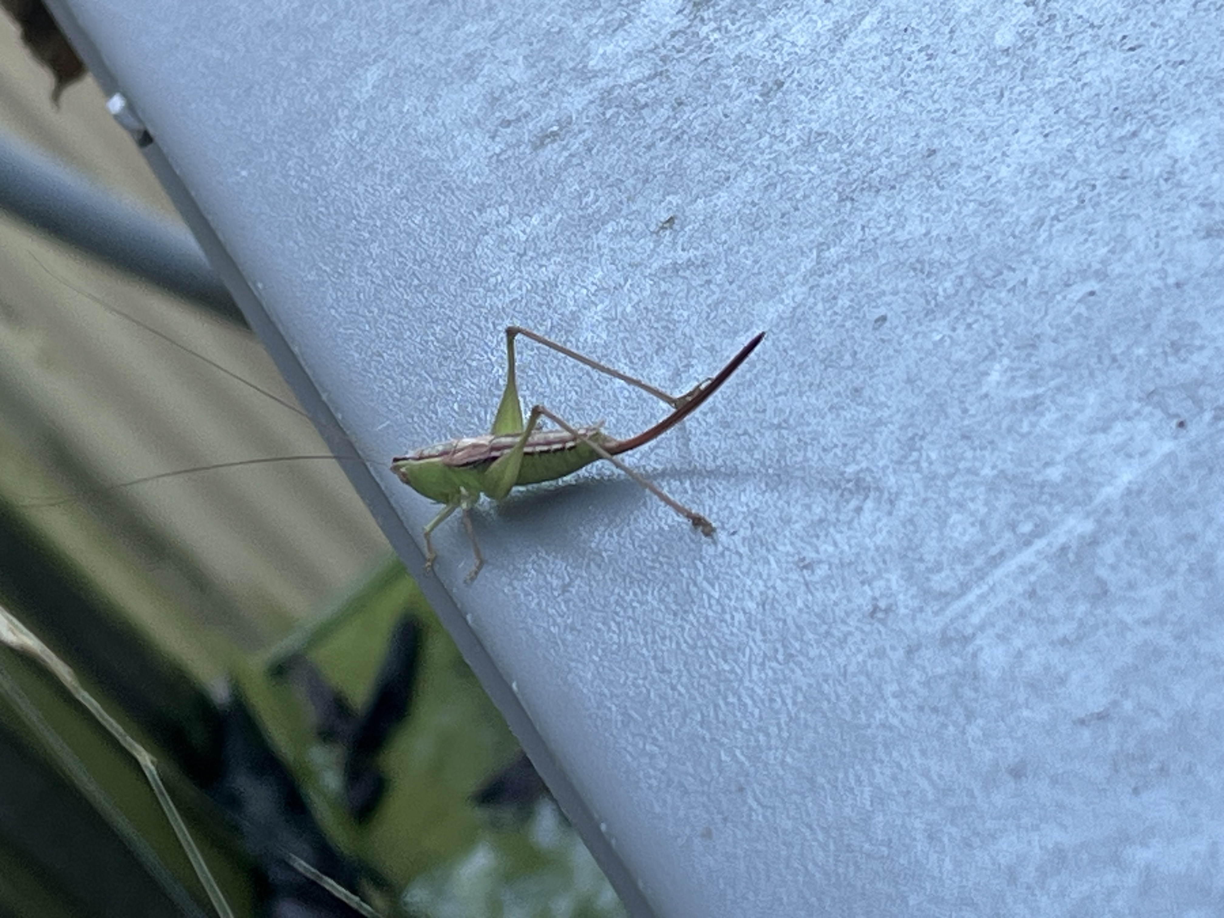 Katydid