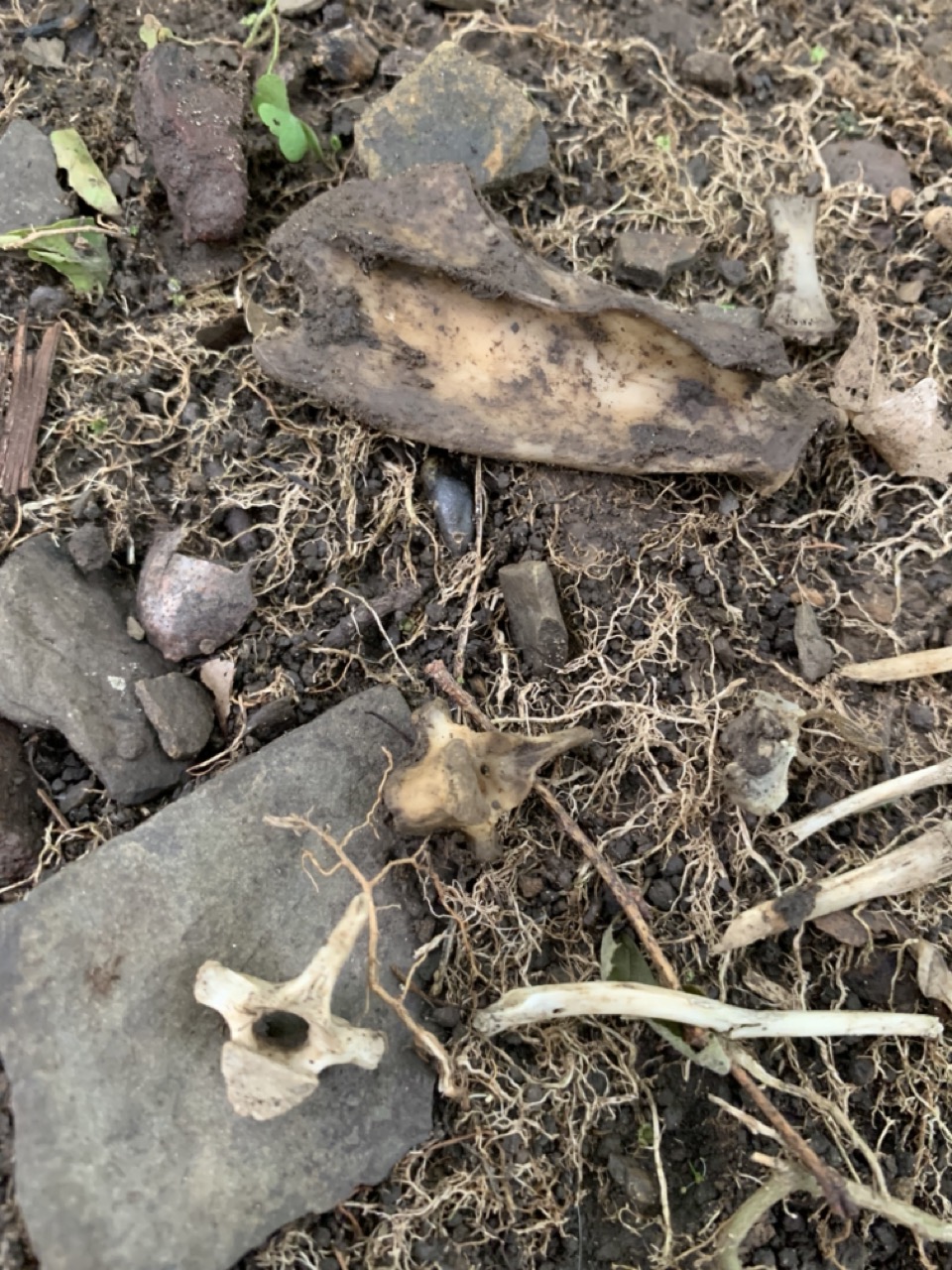 Bones