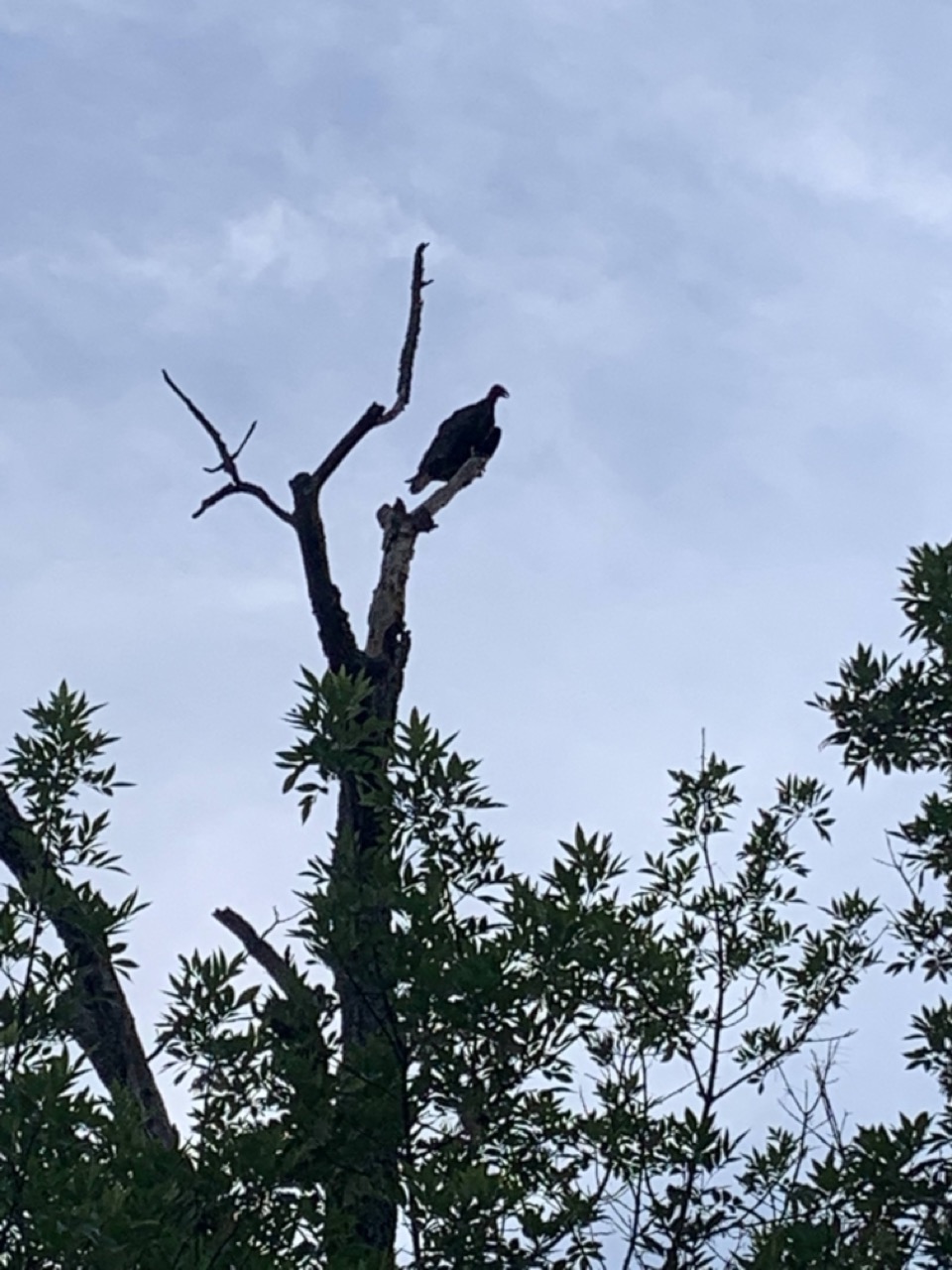Vulture